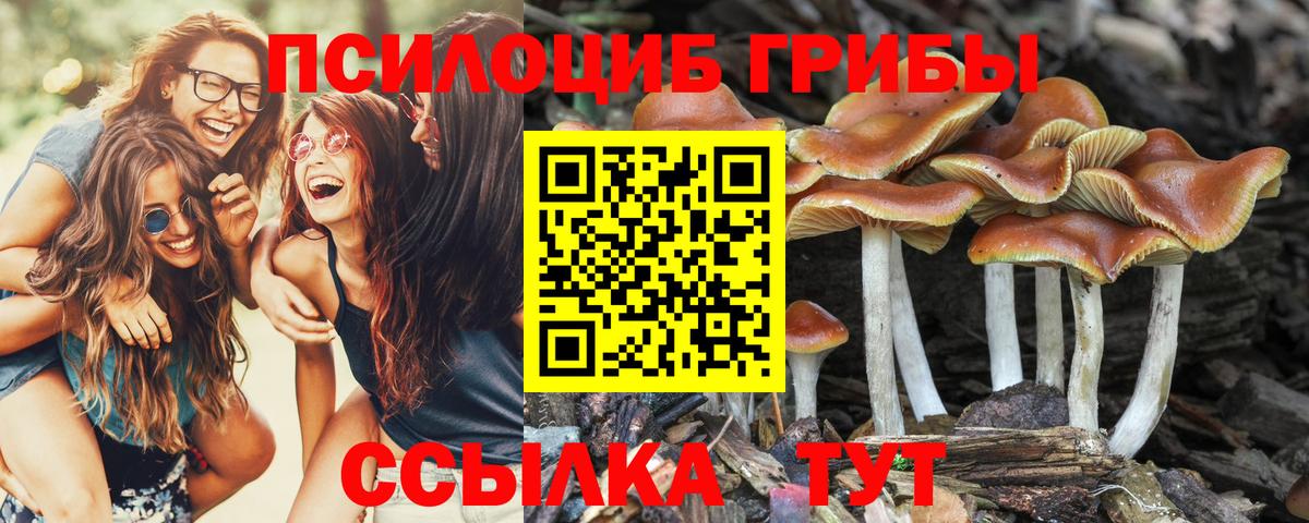 Псилоцибиновые грибы GOLDEN TEACHER Гатчина